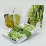 Leafscape greetings card pack