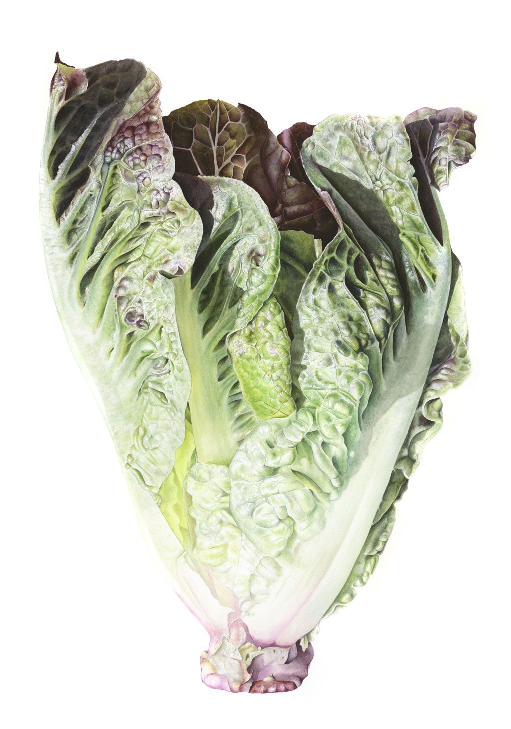 Cos Lettuce