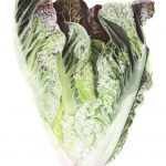 Cos Lettuce