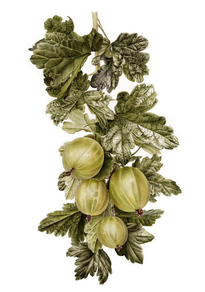 Inky Leaves Publishing Gooseberry limited edition fine art print