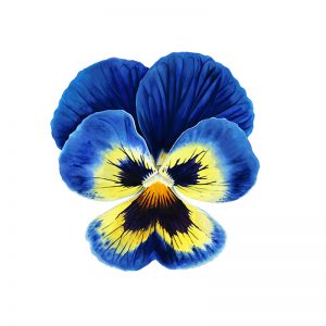 Yellow and Blue Pansy