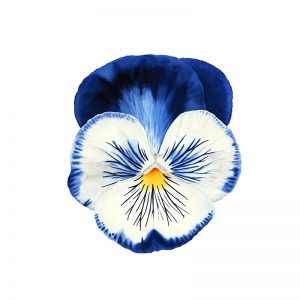 Blue and White Pansy