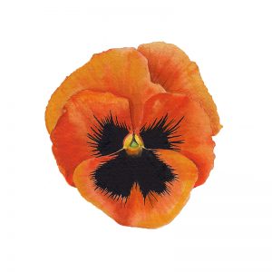 Orange Pansy