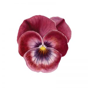 Crimson Pansy