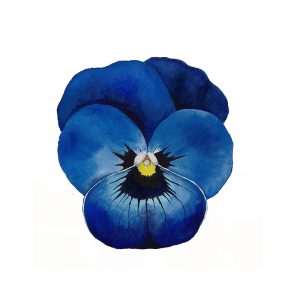 Blue Pansy