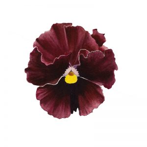 Maroon Pansy