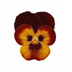 Yellow and Red Pansy