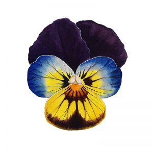 Purple Blue and Yellow Pansy