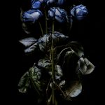 Blue Rose