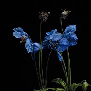 Lament Meconopsis Original