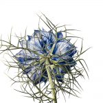 A Cage of Discarded Antlers (Love in a Mist)