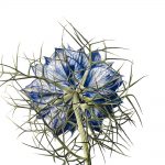 Love in a Mist