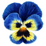 Giant Pansy I