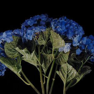 Hydrangea